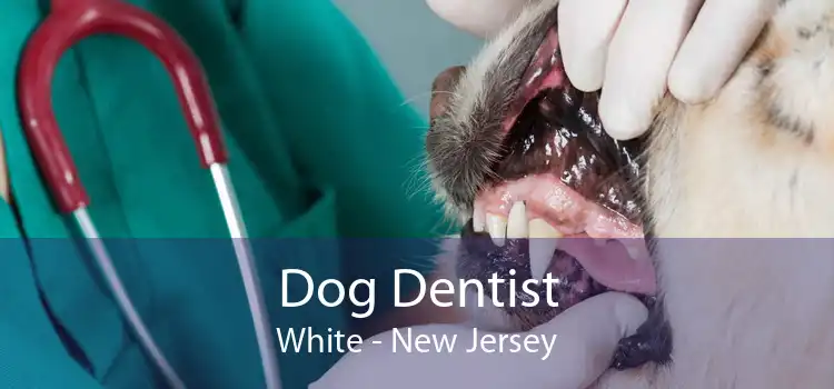 Dog Dentist White - New Jersey