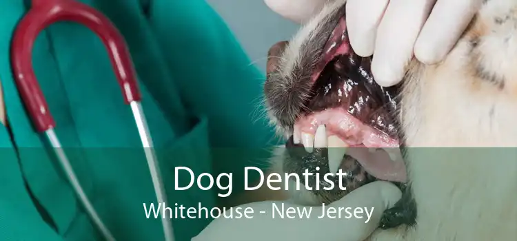 Dog Dentist Whitehouse - New Jersey