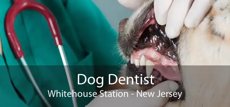 Dog Dentist Whitehouse Station - New Jersey