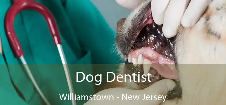 Dog Dentist Williamstown - New Jersey