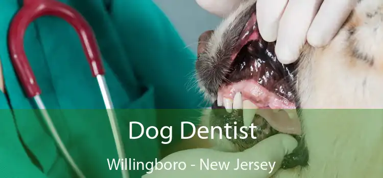 Dog Dentist Willingboro - New Jersey