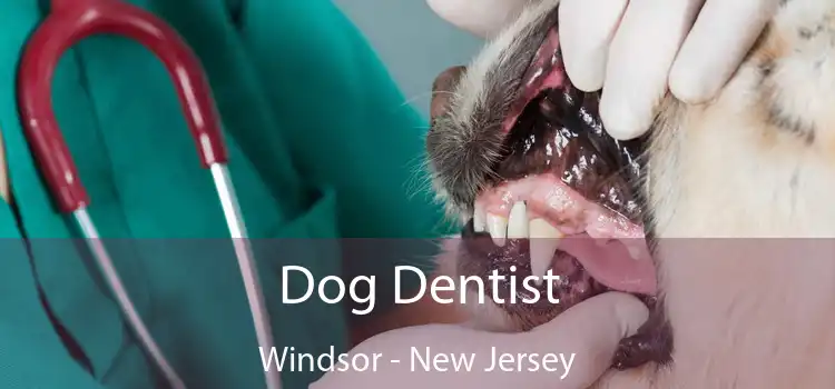 Dog Dentist Windsor - New Jersey