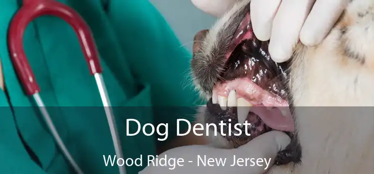 Dog Dentist Wood Ridge - New Jersey