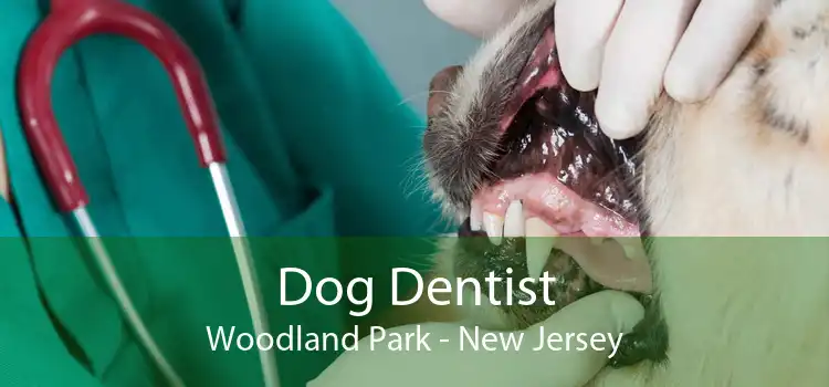 Dog Dentist Woodland Park - New Jersey