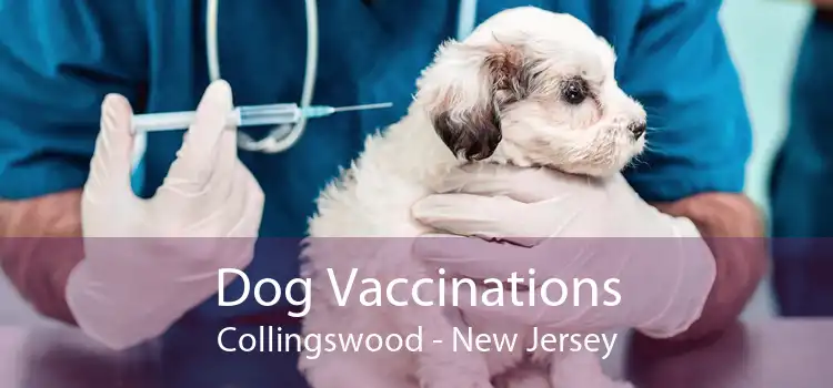 Dog Vaccinations Collingswood - New Jersey