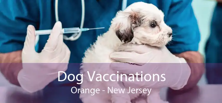 Dog Vaccinations Orange - New Jersey