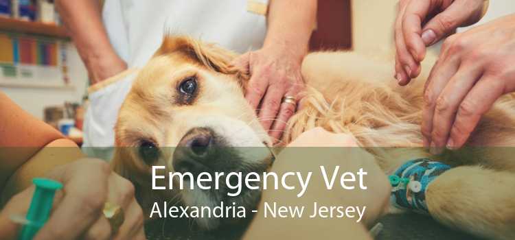 Emergency Vet Alexandria - New Jersey