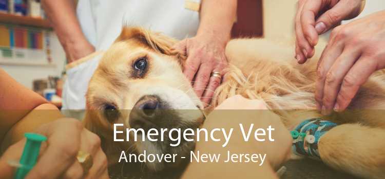 Emergency Vet Andover - New Jersey