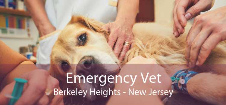 Emergency Vet Berkeley Heights - New Jersey