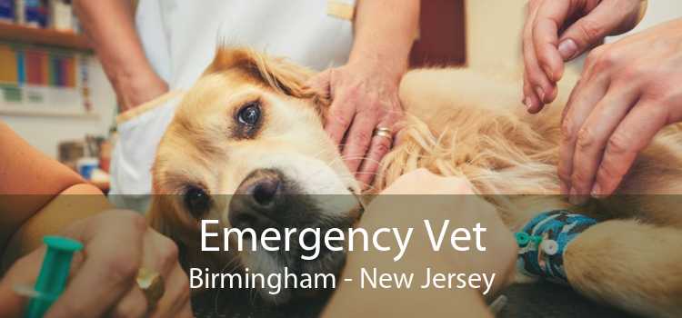 Emergency Vet Birmingham - New Jersey
