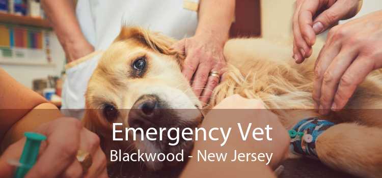Emergency Vet Blackwood - New Jersey