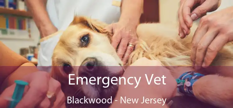 Emergency Vet Blackwood - New Jersey