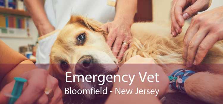 Emergency Vet Bloomfield - New Jersey