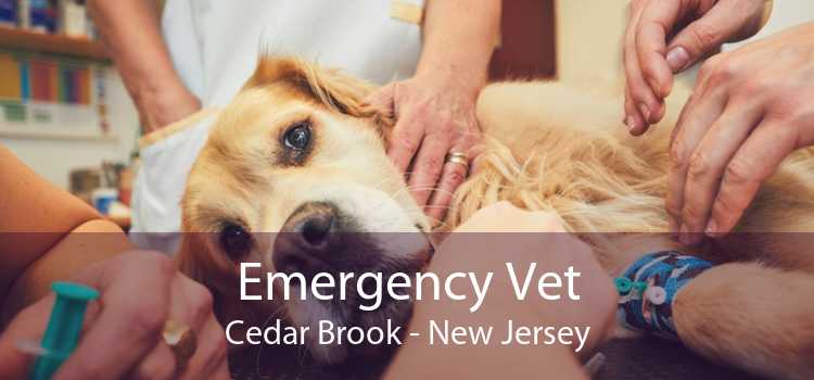Emergency Vet Cedar Brook - New Jersey