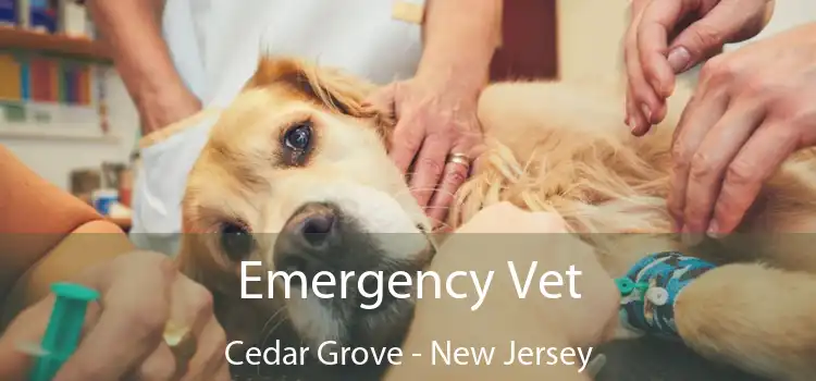 Emergency Vet Cedar Grove - New Jersey