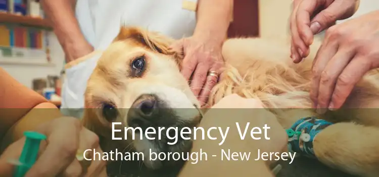 Emergency Vet Chatham borough - New Jersey