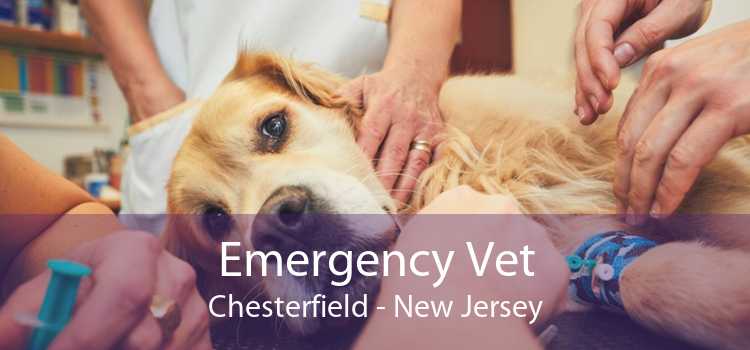 Emergency Vet Chesterfield - New Jersey