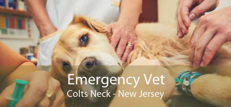 Emergency Vet Colts Neck - New Jersey