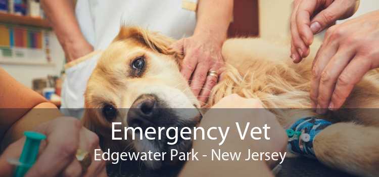 Emergency Vet Edgewater Park - New Jersey