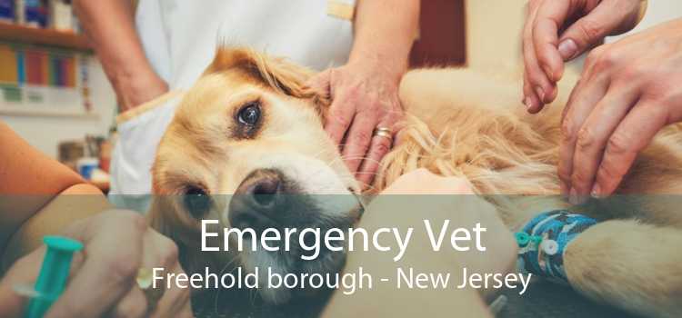 Emergency Vet Freehold borough - New Jersey