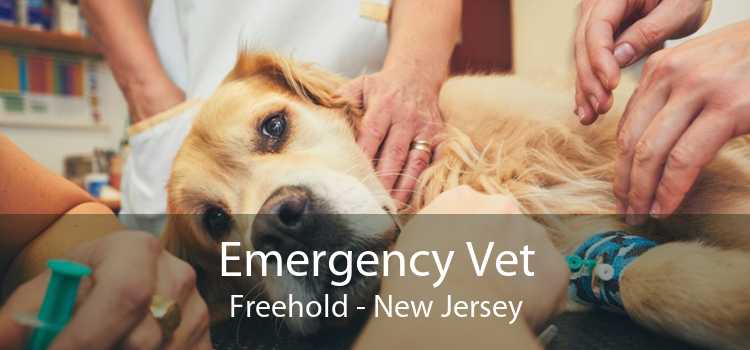 Emergency Vet Freehold - New Jersey