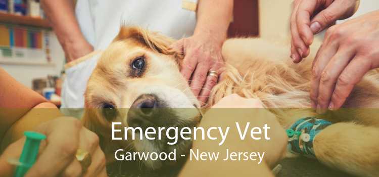 Emergency Vet Garwood - New Jersey