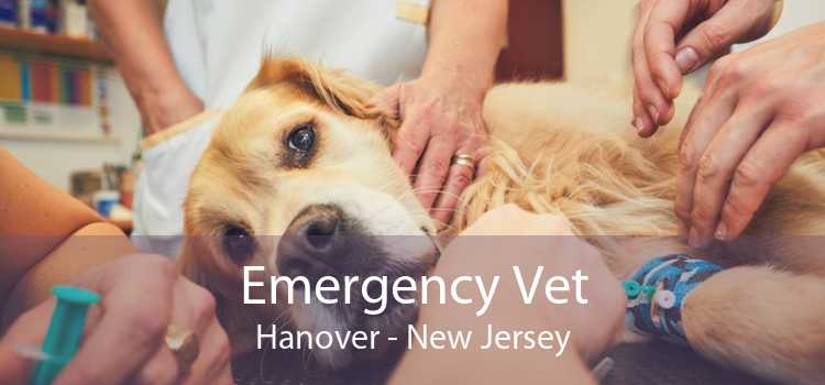 Emergency Vet Hanover - New Jersey