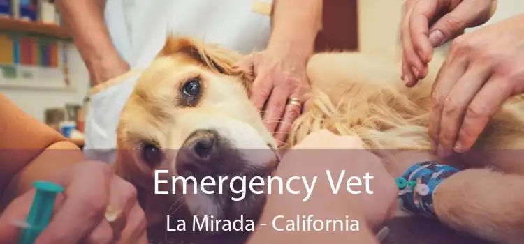 Emergency Vet La Mirada - California