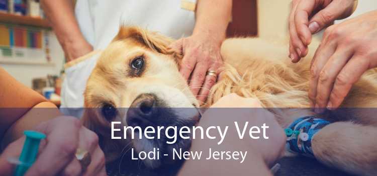 Emergency Vet Lodi - New Jersey