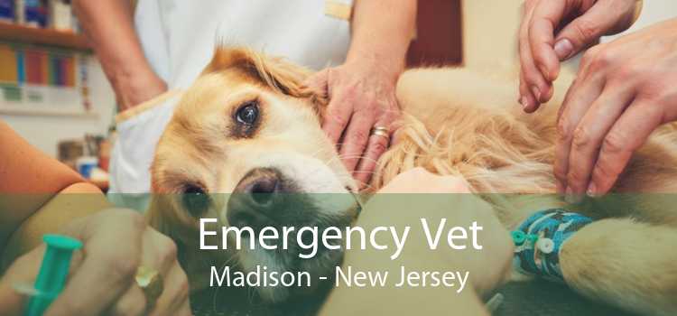 Emergency Vet Madison - New Jersey