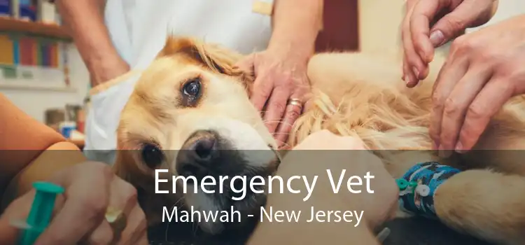 Emergency Vet Mahwah - New Jersey