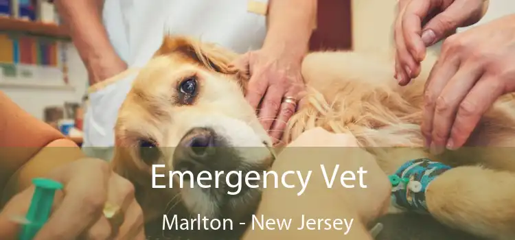 Emergency Vet Marlton - New Jersey
