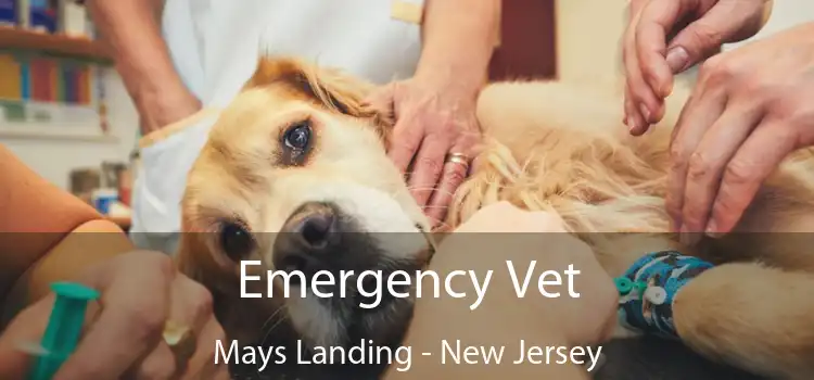 Emergency Vet Mays Landing - New Jersey