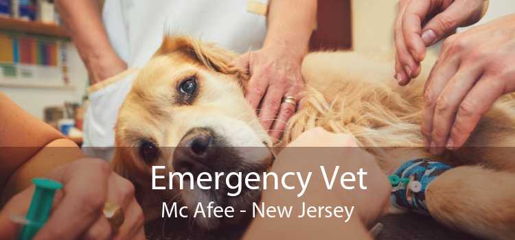 Emergency Vet Mc Afee - New Jersey