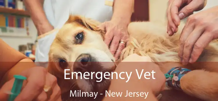 Emergency Vet Milmay - New Jersey