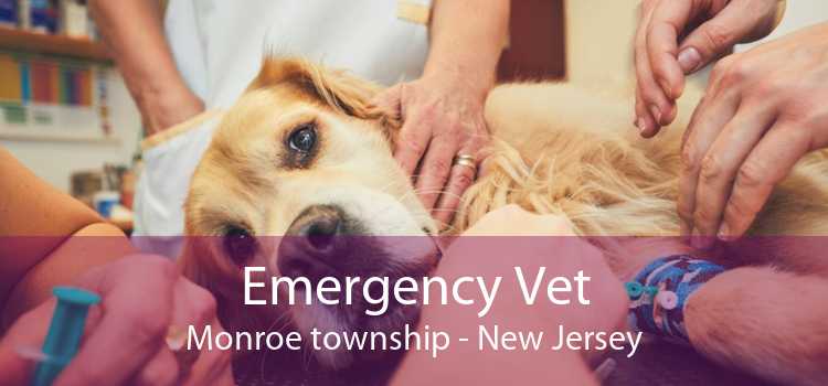 Emergency Vet Monroe township - New Jersey