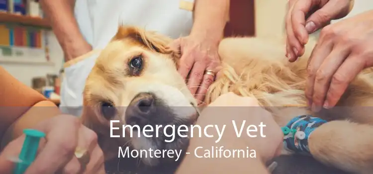 Emergency Vet Monterey - California