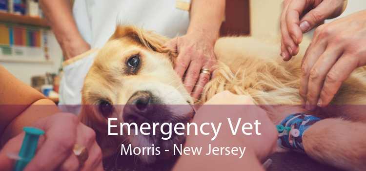 Emergency Vet Morris - New Jersey