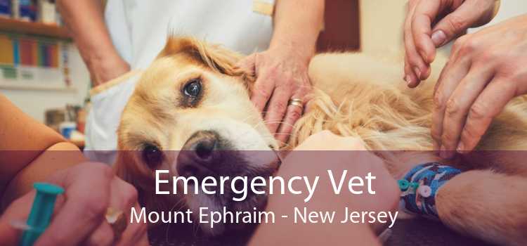 Emergency Vet Mount Ephraim - New Jersey