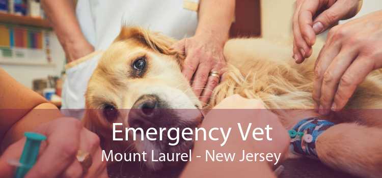 Emergency Vet Mount Laurel - New Jersey