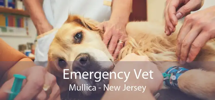 Emergency Vet Mullica - New Jersey