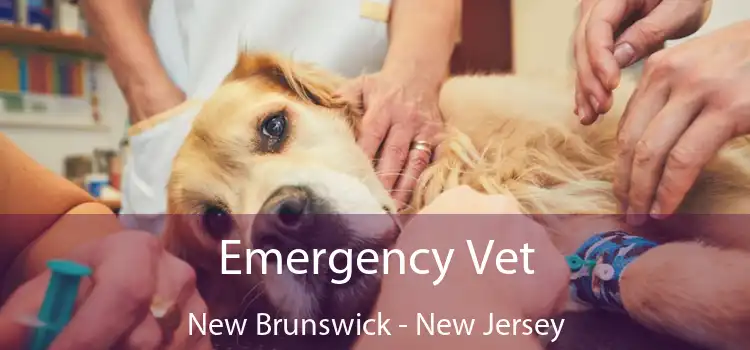 Emergency Vet New Brunswick - New Jersey