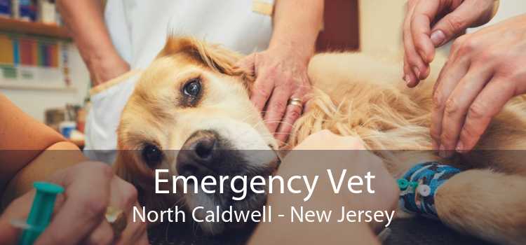 Emergency Vet North Caldwell - New Jersey