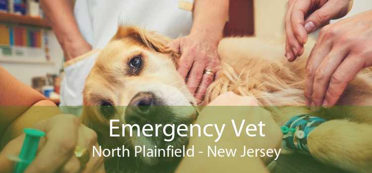 Emergency Vet North Plainfield - New Jersey