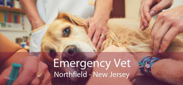Emergency Vet Northfield - New Jersey