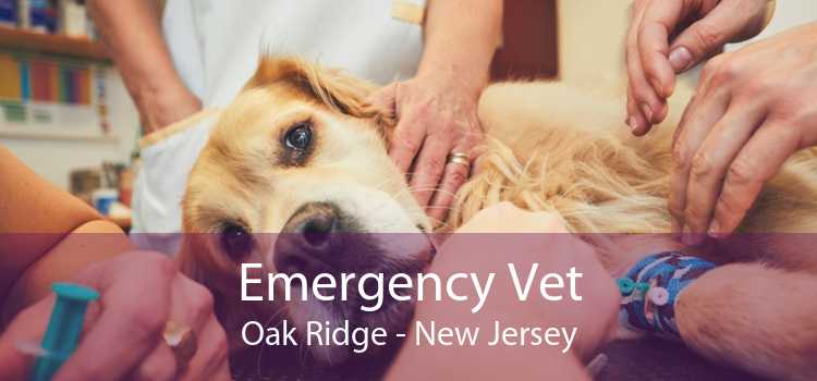 Emergency Vet Oak Ridge - New Jersey