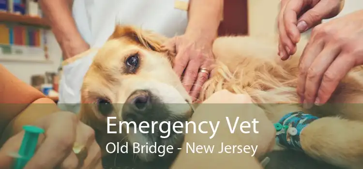 Emergency Vet Old Bridge - New Jersey