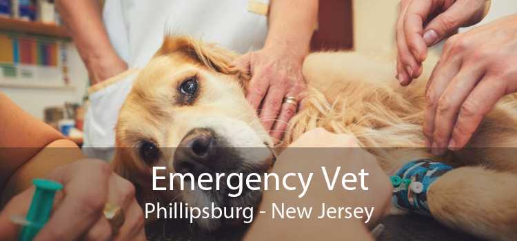 Emergency Vet Phillipsburg - New Jersey