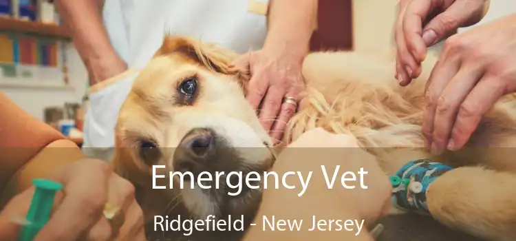 Emergency Vet Ridgefield - New Jersey