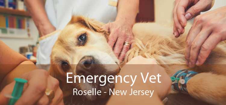 Emergency Vet Roselle - New Jersey